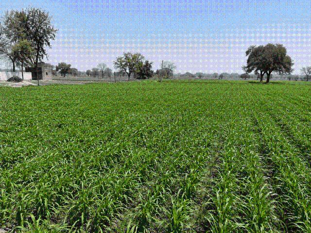 Agricultural Land in Kohara for resale Ludhiana. The reference number is 20763264