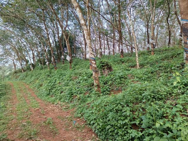 Agricultural Land in Koppa for resale Chikkamagaluru. The reference number is 20424188