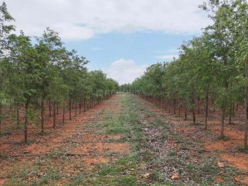 Agricultural Land in Kumbalgodu State Forest for resale Bengaluru. The reference number is 18176112
