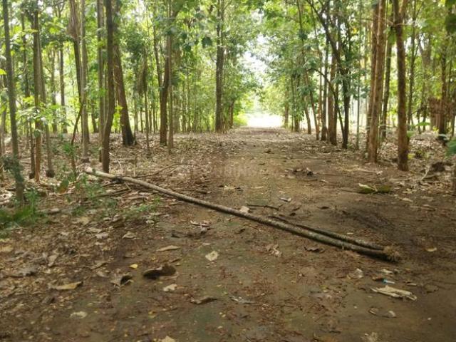 Agricultural Land in Mettupalayam for resale Coimbatore. The reference number is 21339310