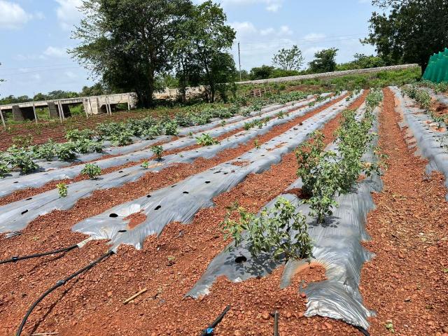 Agricultural Land in Mominpet for resale Hyderabad. The reference number is 21184078