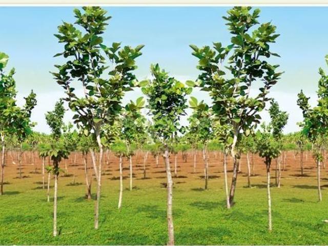 Agricultural Land in Moolakaraipatti for resale Tirunelveli. The reference number is 20381286