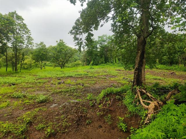 Agricultural Land in Murbad for resale Thane. The reference number is 20970476