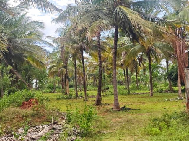 Agricultural Land in Nanjangud for resale Mysore. The reference number is 20674292