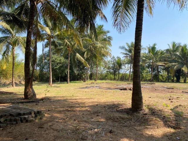 Agricultural Land in Nagaon for resale Alibag. The reference number is 20895342
