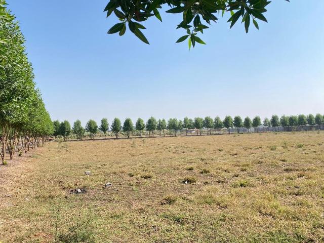 Agricultural Land in Naya Raipur for resale Raipur. The reference number is 20897198