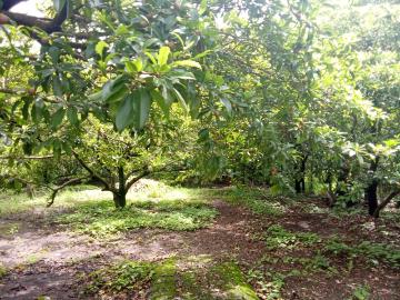 Agricultural Land in Palghar for resale Mumbai. The reference number is 17795704