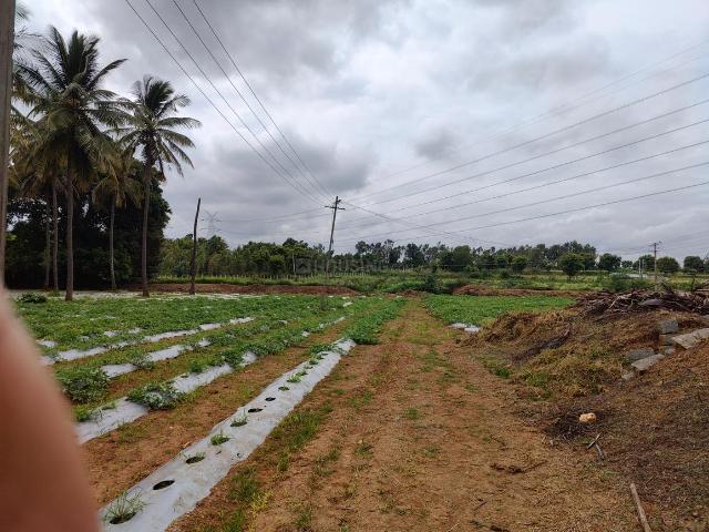 Agricultural Land in Rajanukunte for resale Bengaluru. The reference number is 20894442