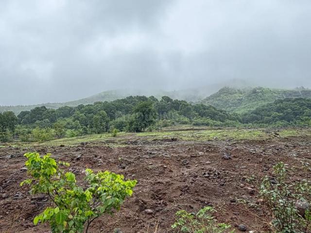 Agricultural Land in Samundi for resale Nashik. The reference number is 20650756