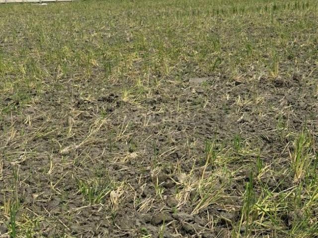 Agricultural Land in Sector 148 for resale Noida. The reference number is 19494520