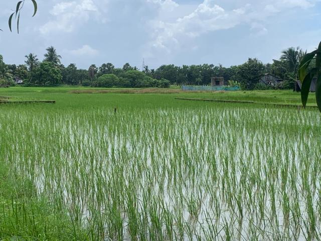 Agricultural Land in Sonarpur for resale Kolkata. The reference number is 15012460
