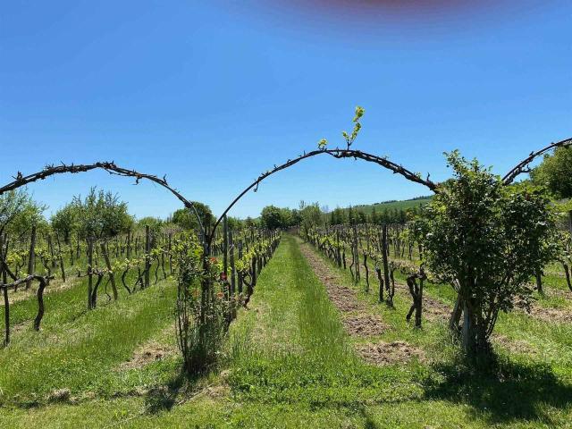 Agriturismo in vendita a Piancastagnaio