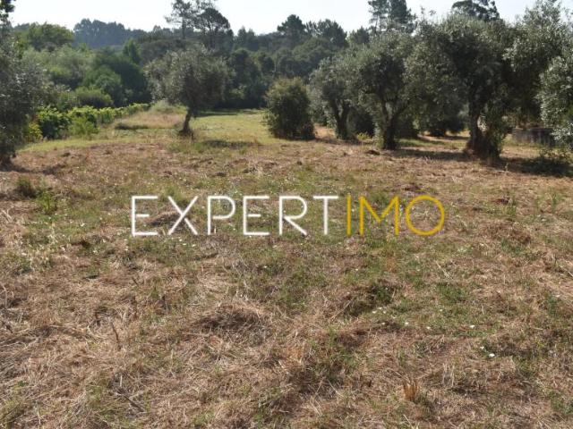 Aguda Leiria LS103341938