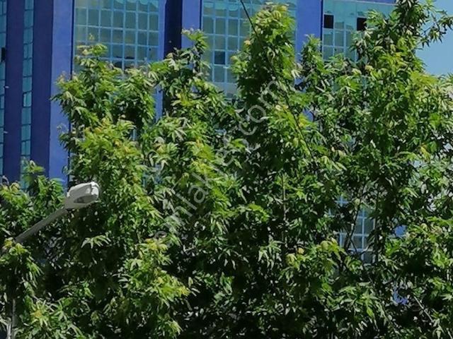 Akpınar Da Kiralık Toki Dairesi