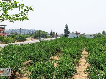 Çileköy, Menderes, İzmir ili, Ege Bölgesi
