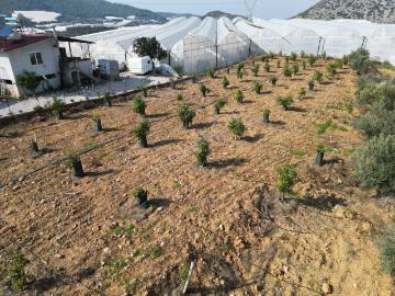 Alanya İmamlı’da Satılık Müstakil Ev + 2 Dönüm Arazi