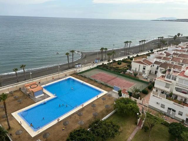 Algarrobo