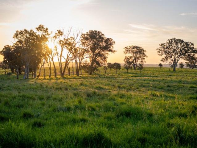'Allendale' Large Scale Grazing Enterprise in the Boorowa District