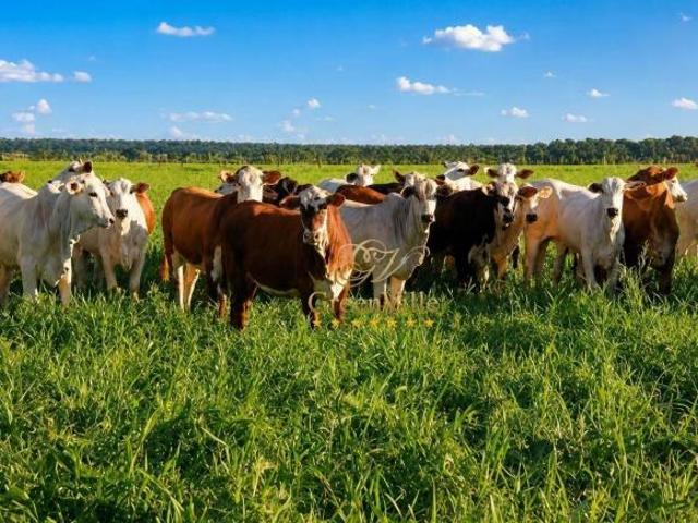 Alto Araguaia Fazenda 3.150 Hectares | Pecuária e Reflorestamento