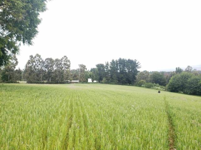 ALTOS PERQUENCO
