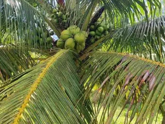 alugo fazenda de coqueiro na grande natal zona sul entre s. José e Goianinha