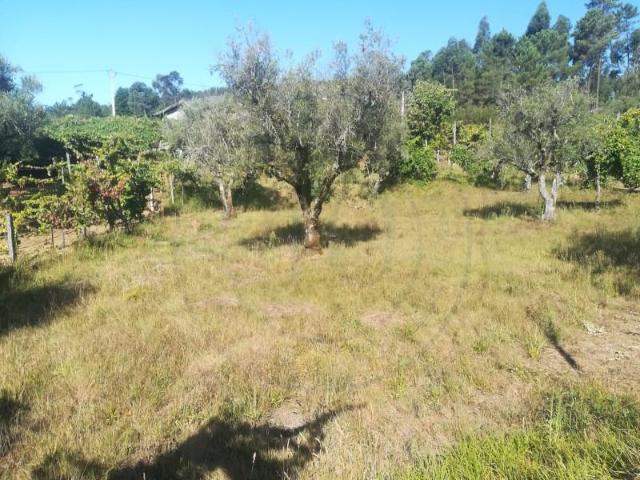Amarante Amarante 101572910