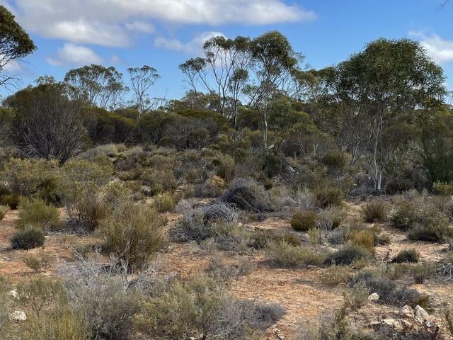 An amazing property of bushland