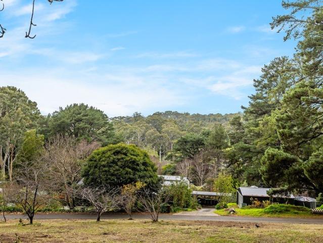 An Elevated Hills Canvas Framed by Pines, Panorama and Endless Possibility