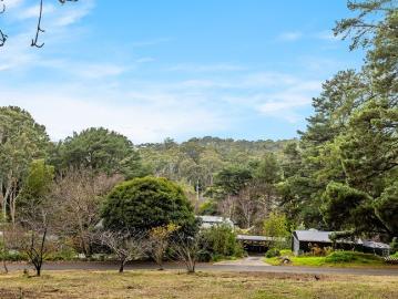 An Elevated Hills Canvas Framed by Pines, Panorama and Endless Possibility
