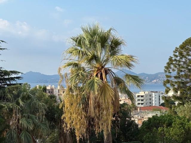 Annonce appartement à louer