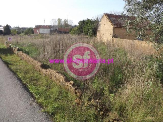 Anadia Anadia 104521976