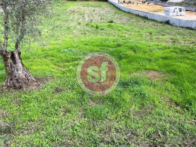 Anadia Anadia 105069145