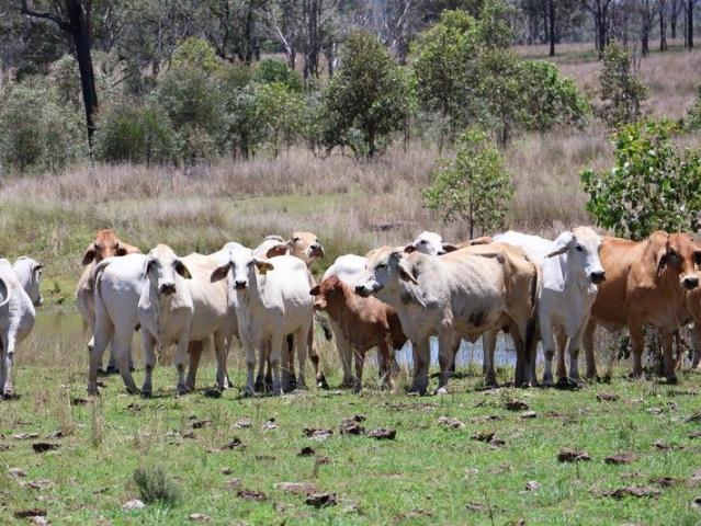 Ask the Cows How Good Is the Paddock?