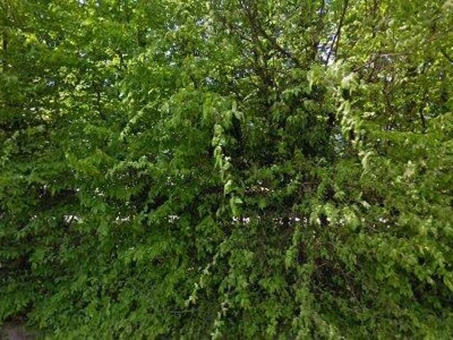 Apartment for rent in Tubeke