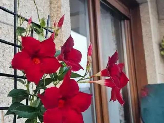 Apartamento de alquiler en Po 550, 34, Noalla, Sanxenxo