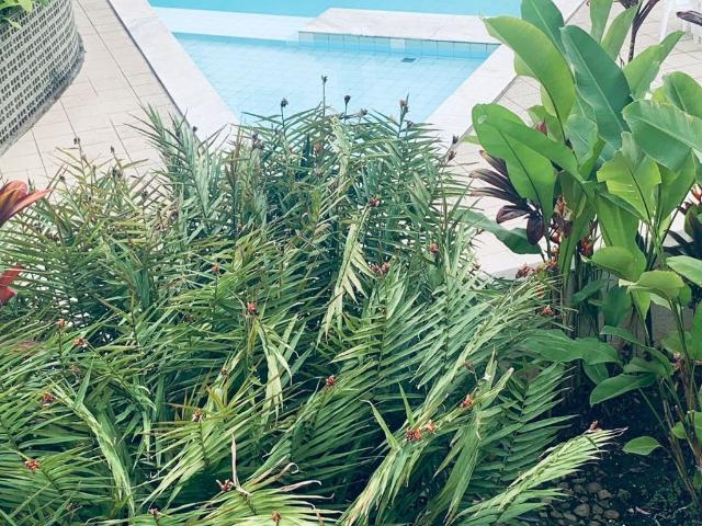 Apartamento para Venda em Recife/PE Casa Forte 4 Quartos