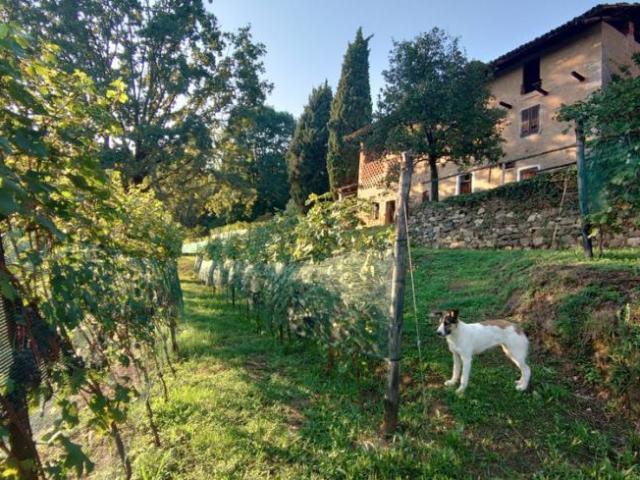 Appartamento 1 camere da letto, Bioglio Bioglio ES99383172