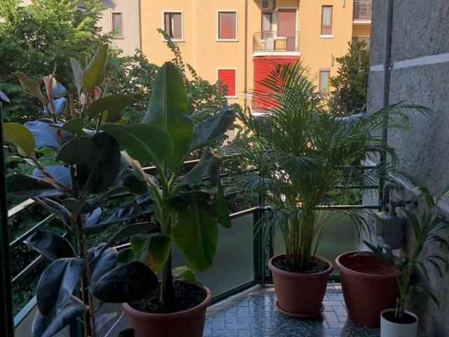 Appartamento in affitto a Milano MI
