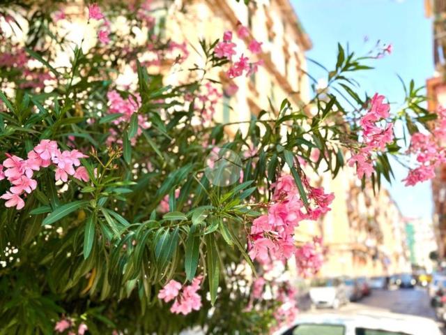 Appartamento in affitto a Napoli NA