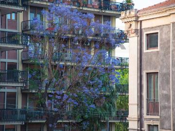 Appartamento in affitto a Catania CT