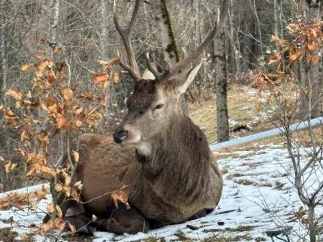 Appartamento in affitto a Cortina d'Ampezzo BL