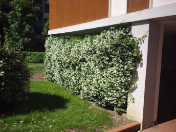 Appartamento in affitto a Firenze FI