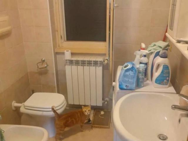 Appartamento in affitto a Gazzaniga