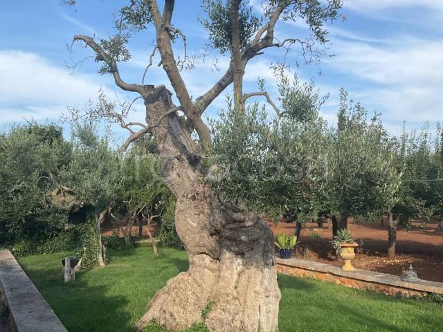 Appartamento in in affitto da privato a Ostuni strada Provinciale ostuni francavilla Fontana, da privato, piscina TrovaCasa