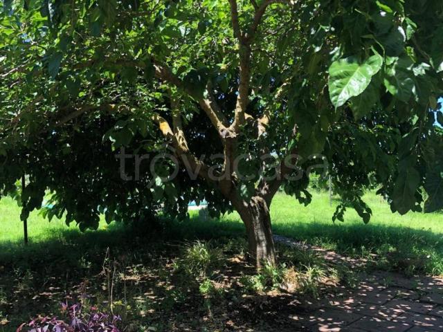 Appartamento in in affitto da privato a Pizzo via Riviera Prangi, 153, giardino privato, da privato, luminoso TrovaCasa