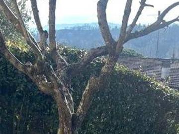 Comeana, Firenze Toscana, Toscana - Giardino