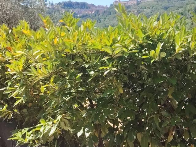 Appartamento in vendita a Perugia PG