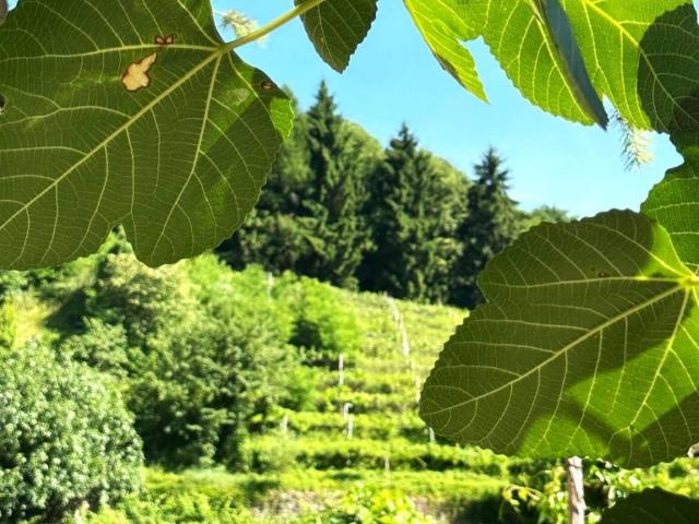 Appartamento in vendita a Trento TN