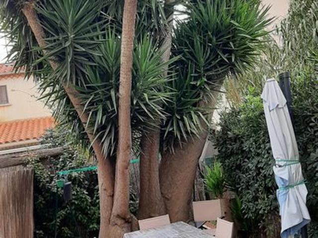 Appartement 1 pièce, 10 m² à louer à Perpignan 66000