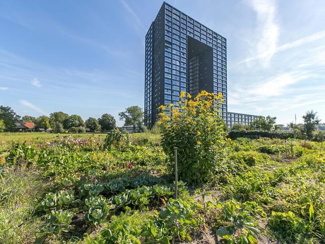 apartment for rent in Regattaweg 322 9731 ND Groningen Oosterhoogebrug